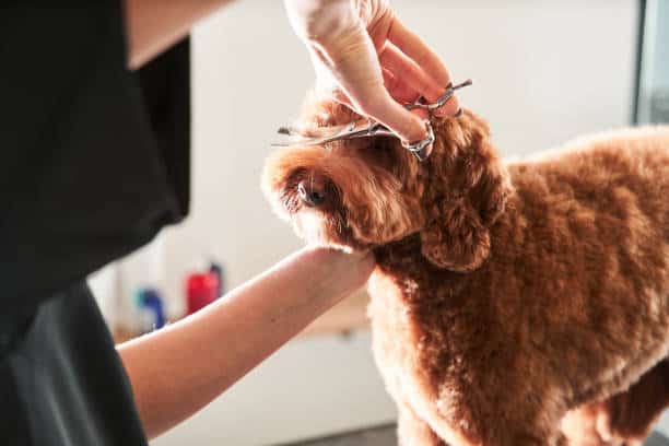 Boutique Dog Grooming Totton