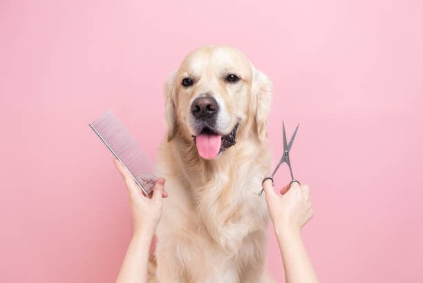 Dog Grooming in Totton